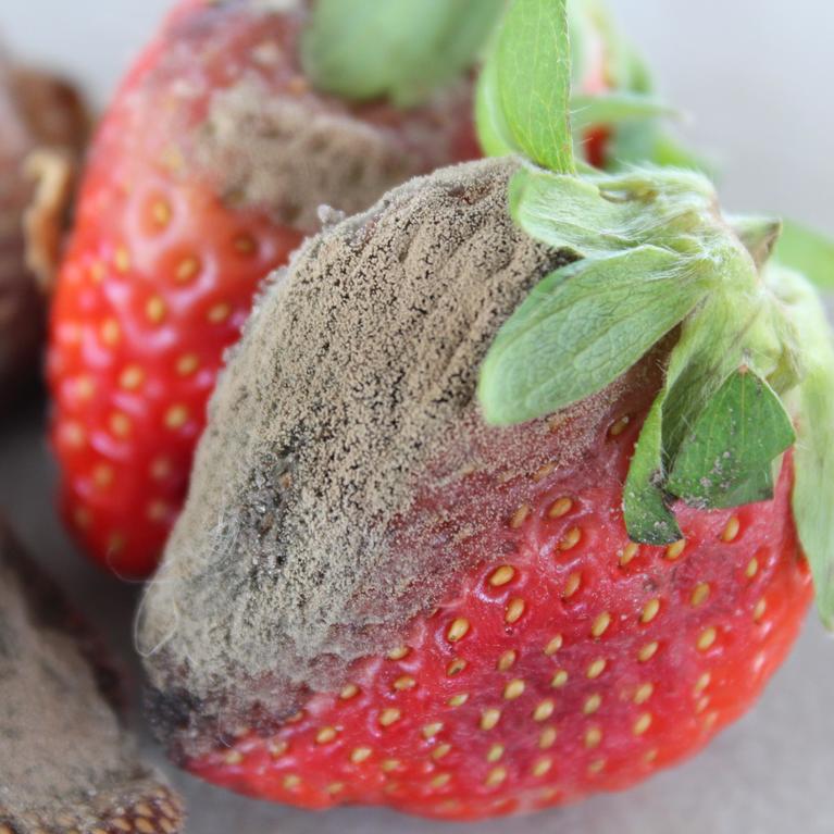 gray mold on strawberries